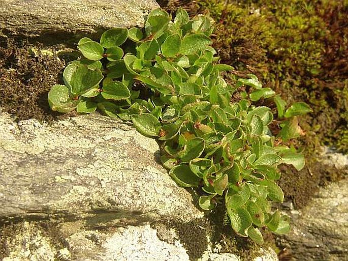 Salix herbacea