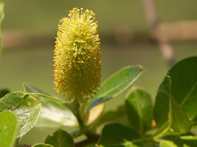 SALIX PENTANDRA L. – vrba pětimužná / vŕba päťtyčinková