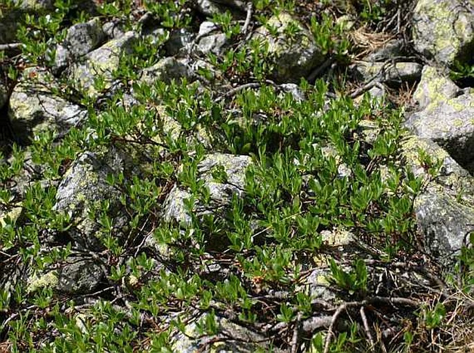 Salix retusa