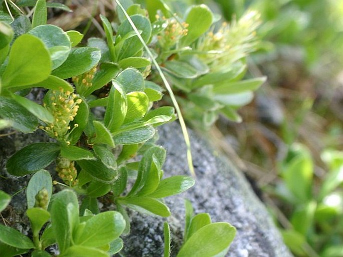 Salix retusa