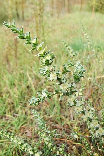 Salsola australis