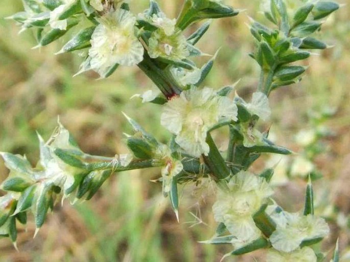 Salsola australis