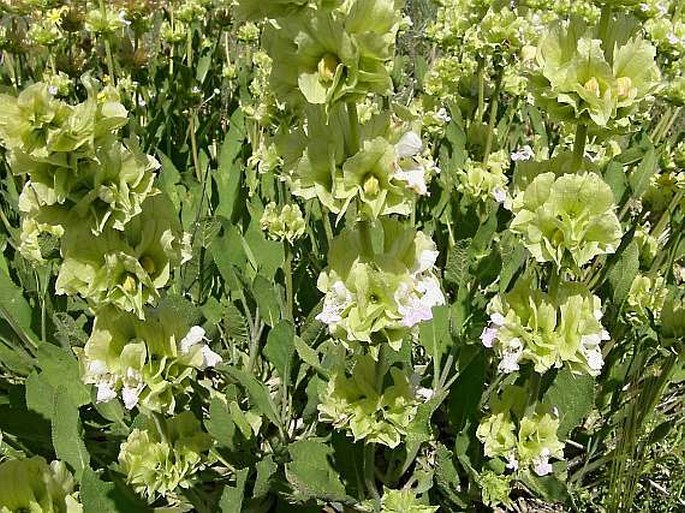 Salvia absconditiflora