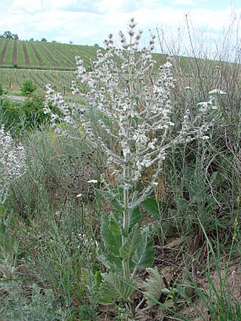 Salvia aethiopis