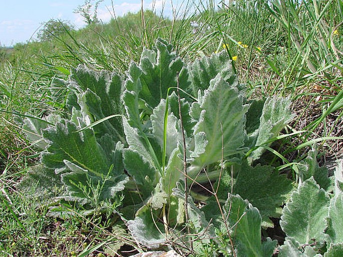 Salvia aethiopis