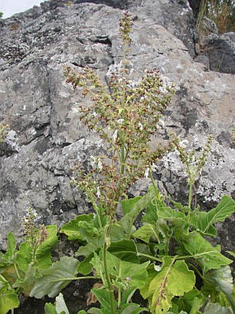 Salvia broussonetii