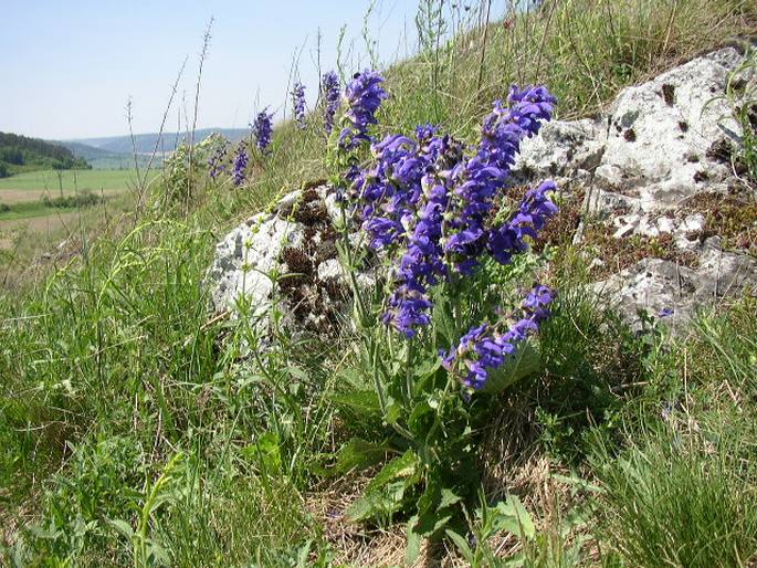 Salvia pratensis