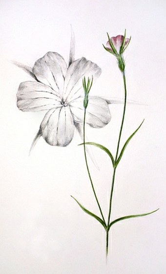 Soutěž Nejlepší botanická ilustrace roku 2012 - Tereza Samková