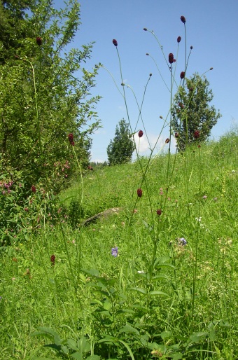 Sanguisorba officinalis