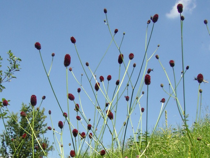 SANGUISORBA OFFICINALIS L. – krvavec toten / krvavec lekársky