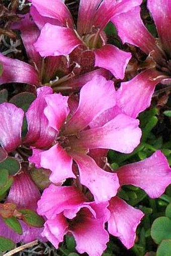 Saponaria pumila