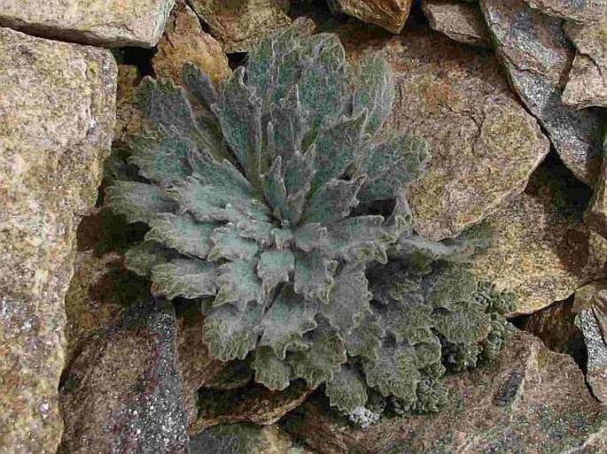 Saussurea medusa