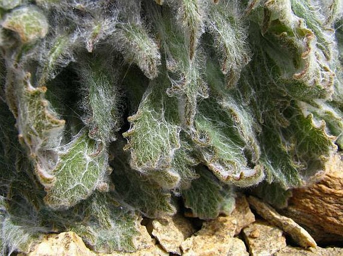 Saussurea medusa