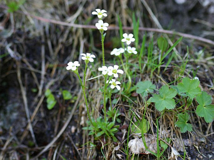 Saxifraga androsacea