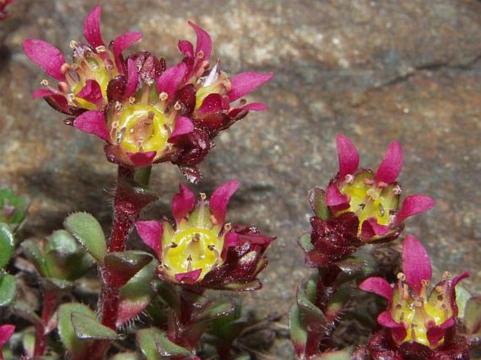 Saxifraga biflora