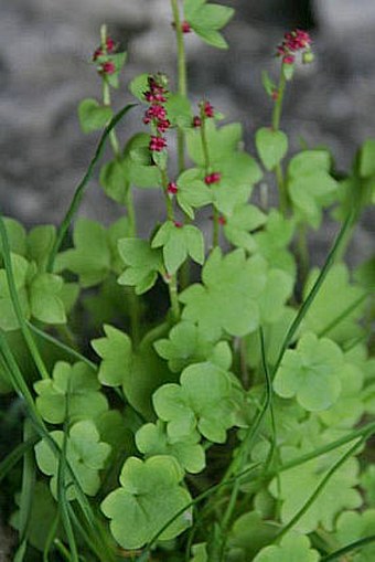 Saxifraga cernua