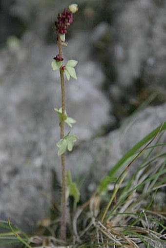 Saxifraga cernua