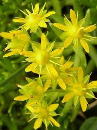 Saxifraga aizoides