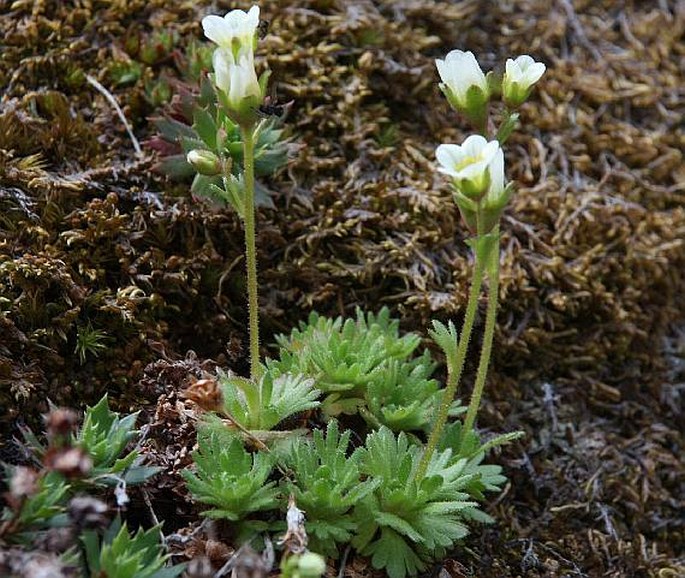 Saxifraga cespitosa