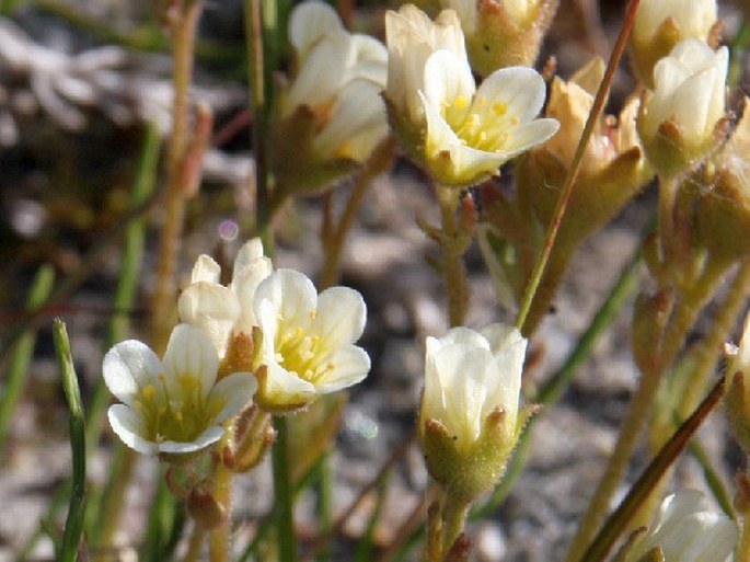 Saxifraga cespitosa