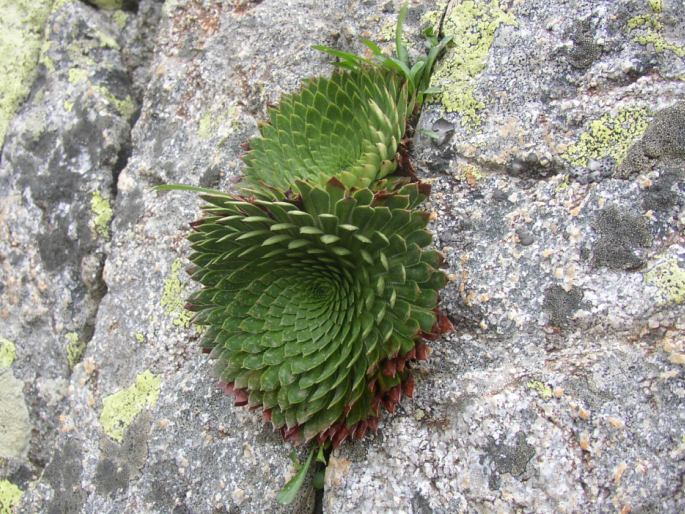 Saxifraga florulenta