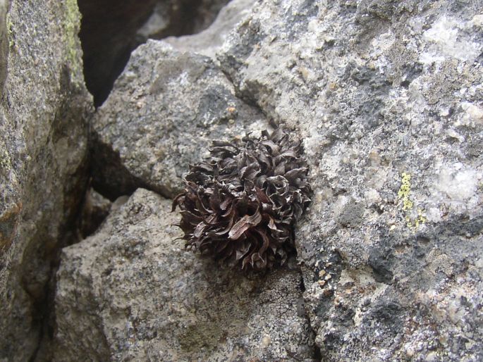 Saxifraga florulenta