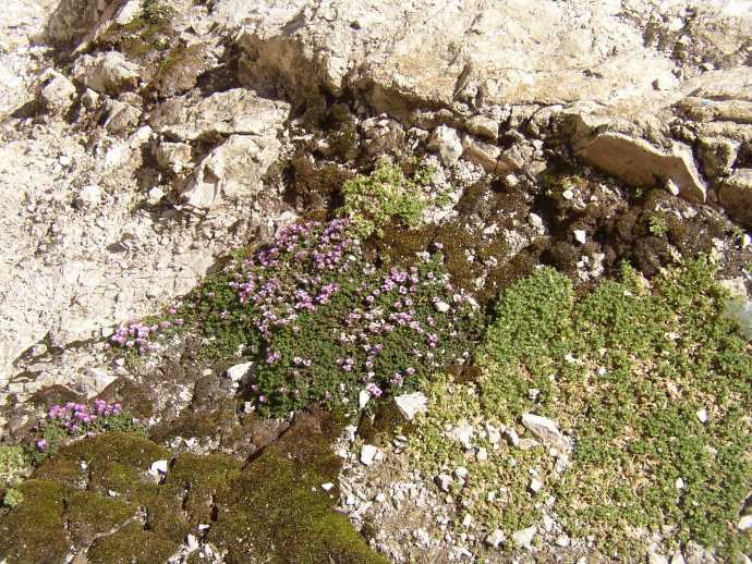 Saxifraga oppositifolia