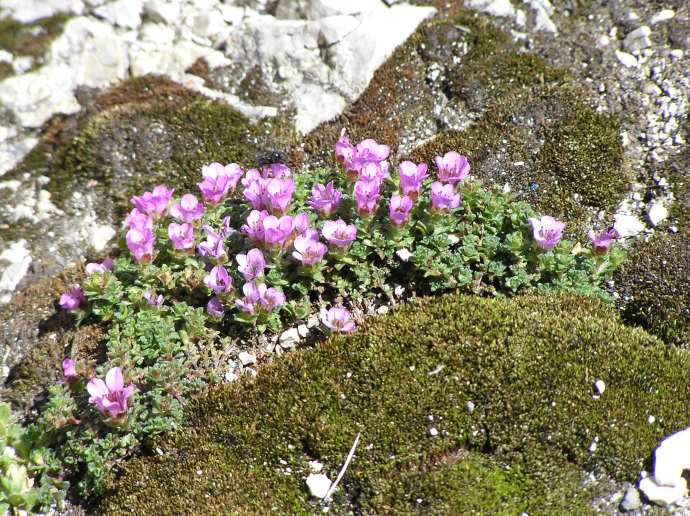 Saxifraga oppositifolia