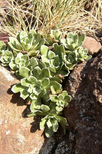 Saxifraga paniculata