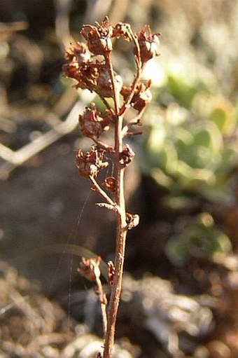 Saxifraga paniculata