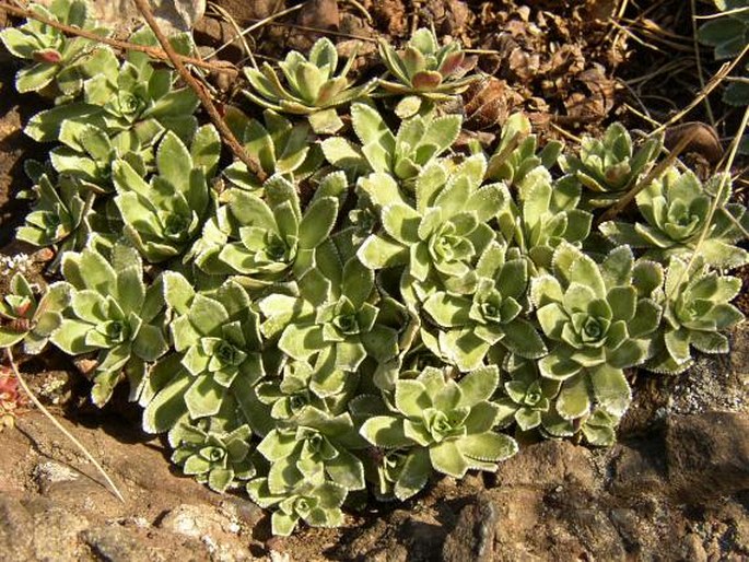 Saxifraga paniculata