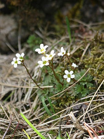 Saxifraga wahlenbergii