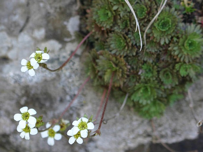 Saxifraga wahlenbergii