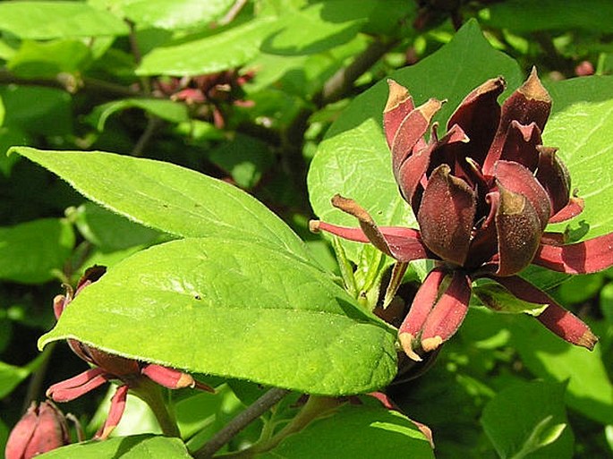 Calycanthus floridus