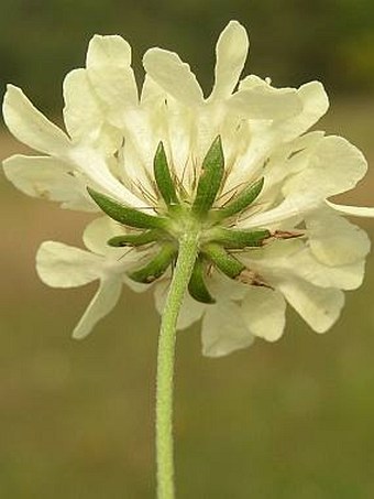 Scabiosa ochroleuca