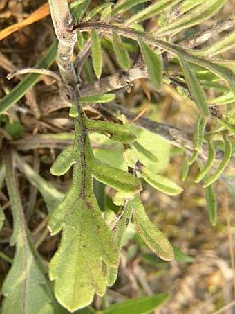 Scabiosa ochroleuca