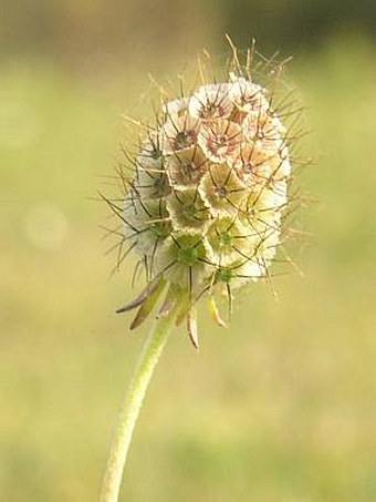 Scabiosa ochroleuca