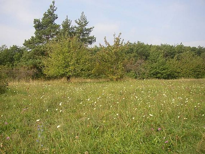 Scabiosa ochroleuca