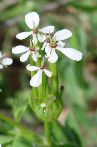 Scandix pecten-veneris