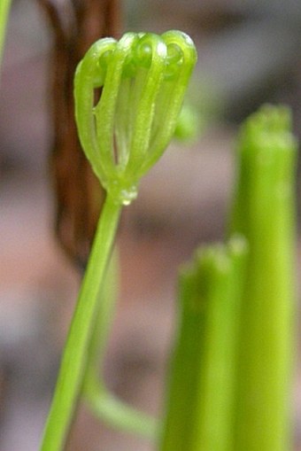 Schizaea confusa