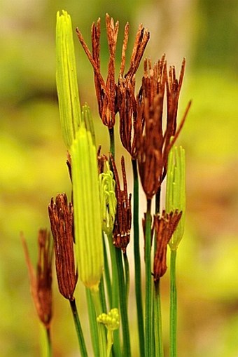 Schizaea confusa