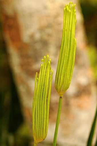 Schizaea confusa