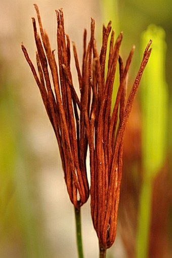 Schizaea confusa