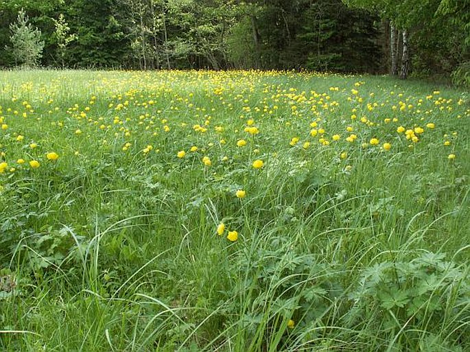 Trollius