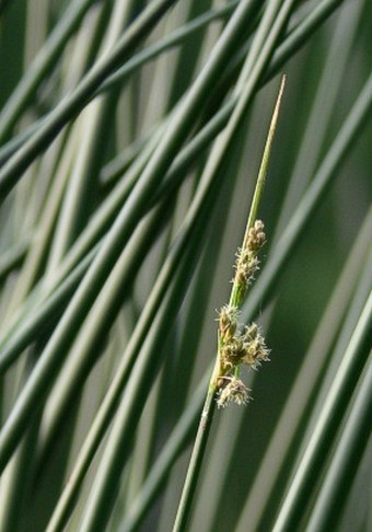 Schoenoplectus lacustris