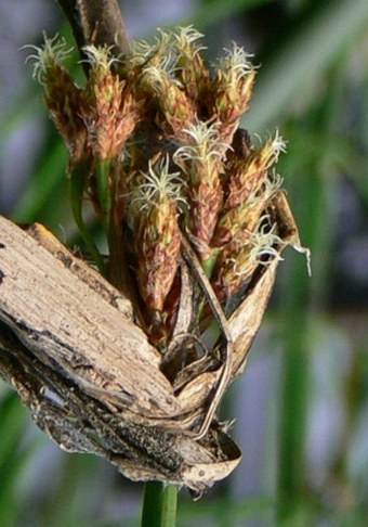 Schoenoplectus lacustris