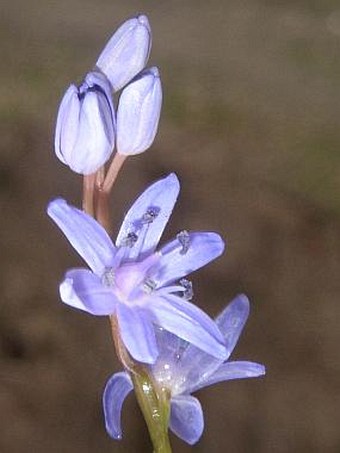 Scilla kladnii