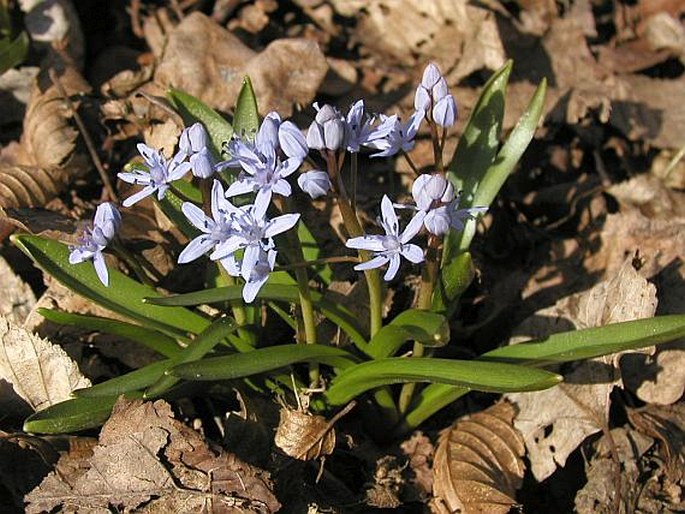 SCILLA KLADNII Schur – ladoňka karpatská / scila karpatská