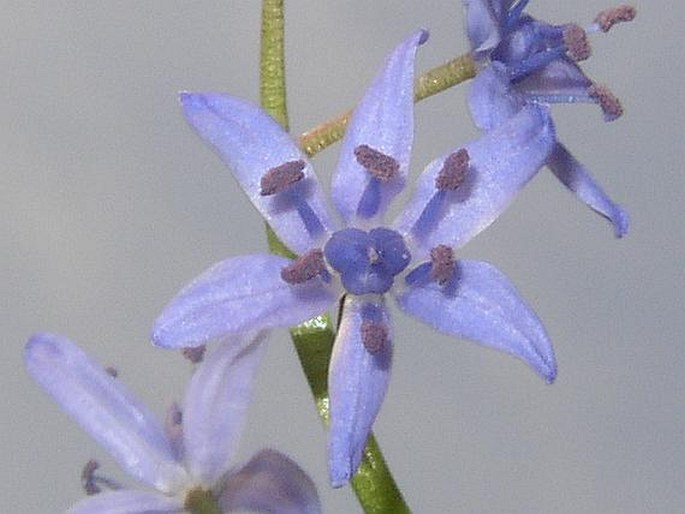 Scilla kladnii