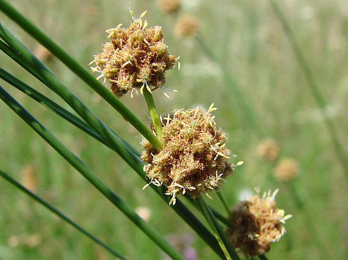 Scirpoides holoschoenus